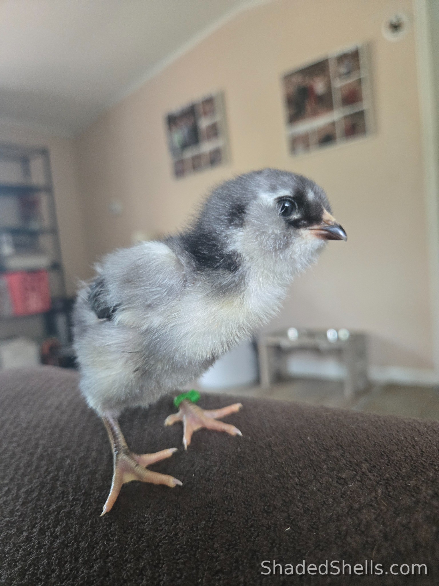 Silver Ameraucana chick standing on a sofa arm