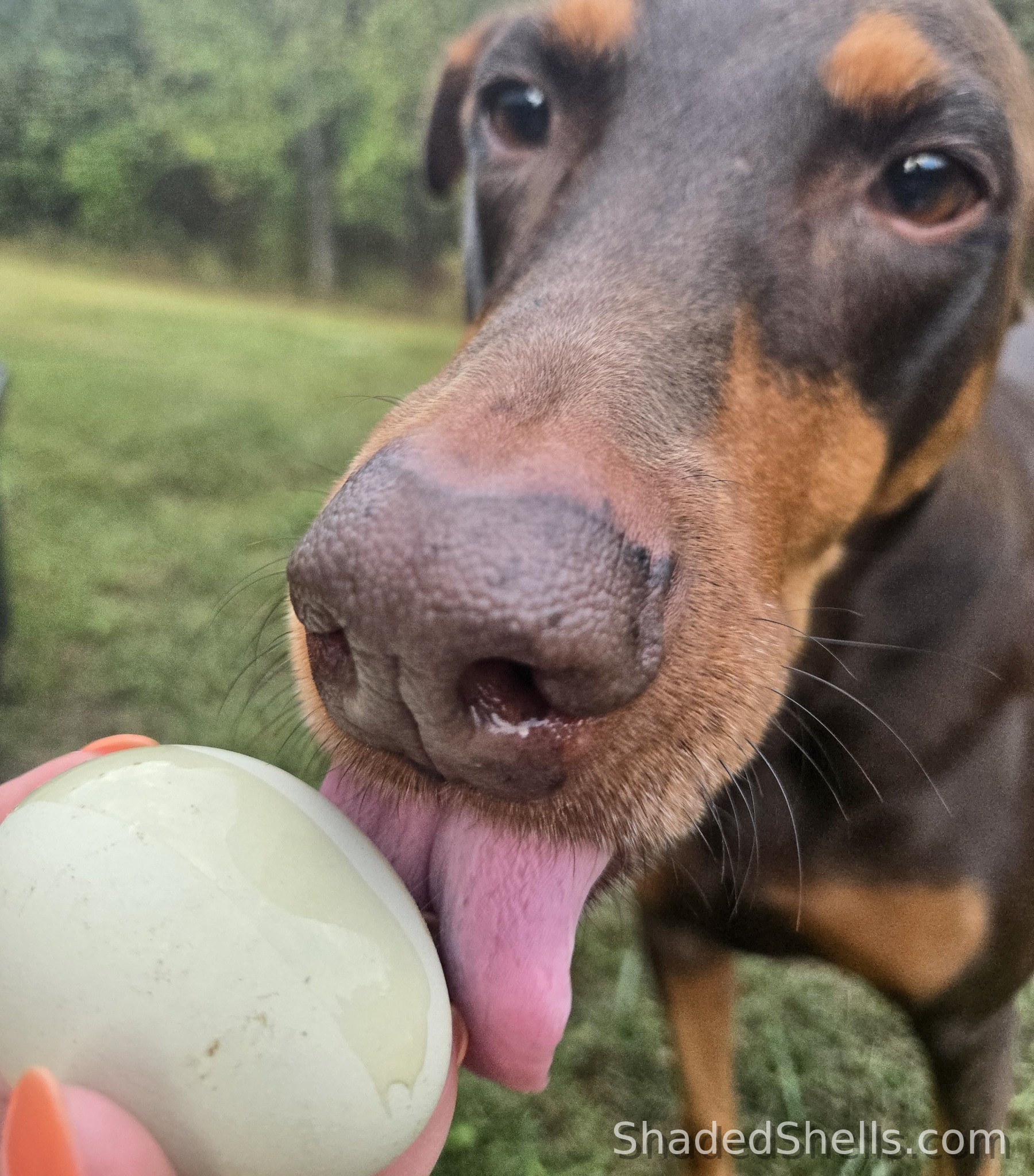 Dog licking a pale green Ameraucana egg