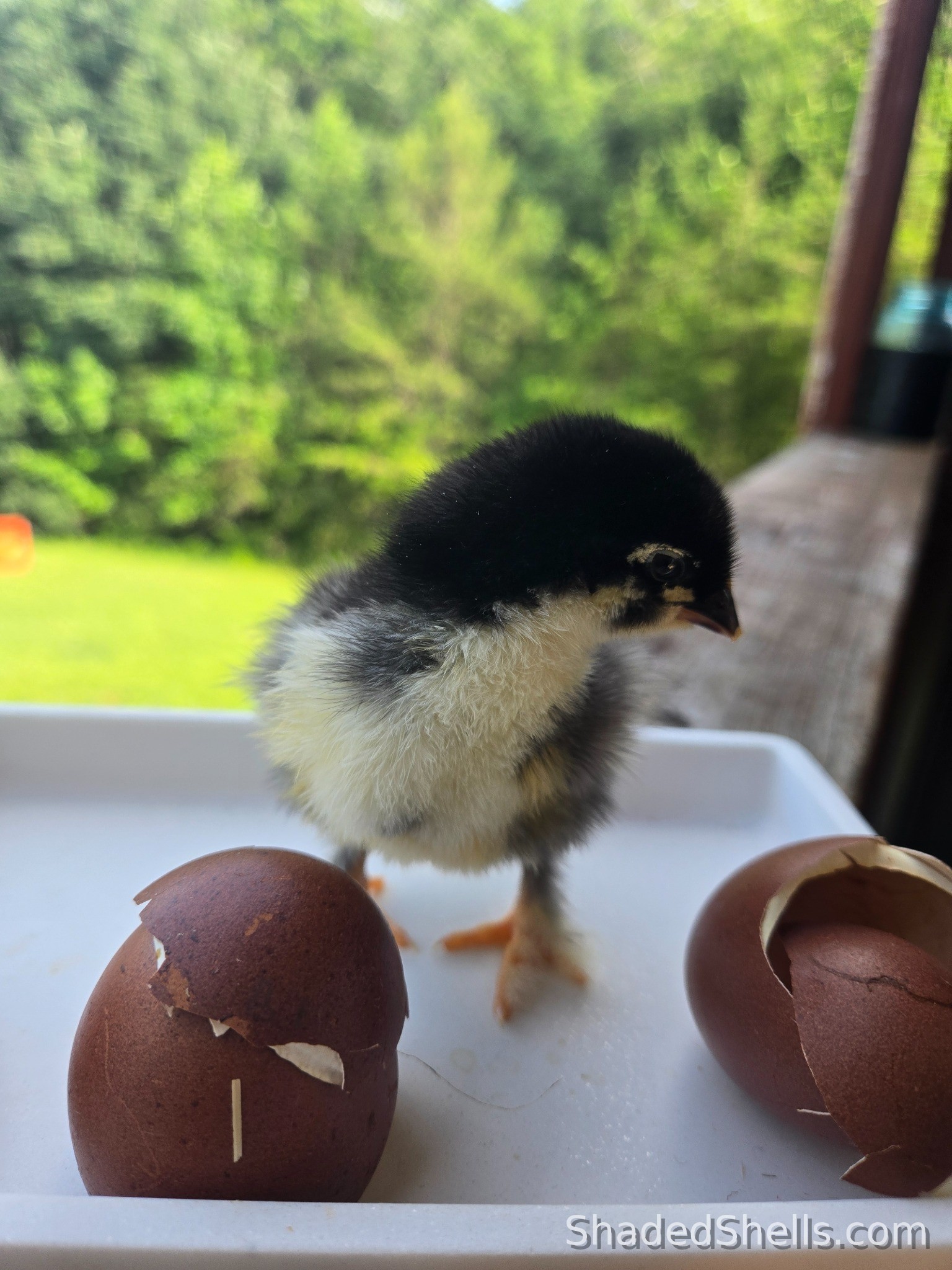 Black Copper Marans chick between two broken dark eggshells
