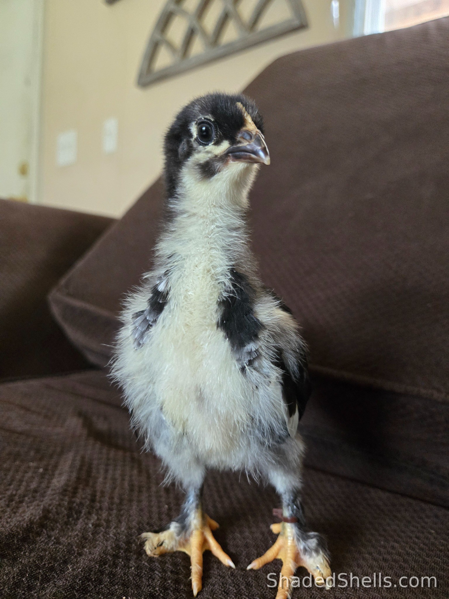 Older Black Copper Marans chick standing alert on a sofa arm