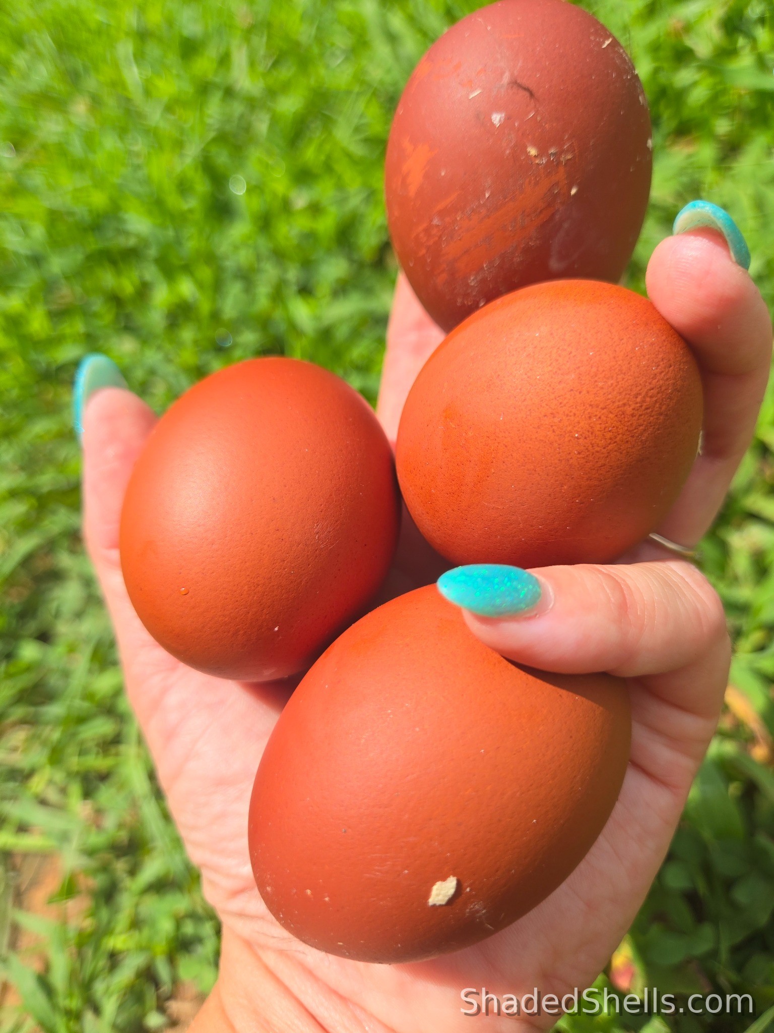 Hand holding deep chocolate brown Black Copper Marans eggs