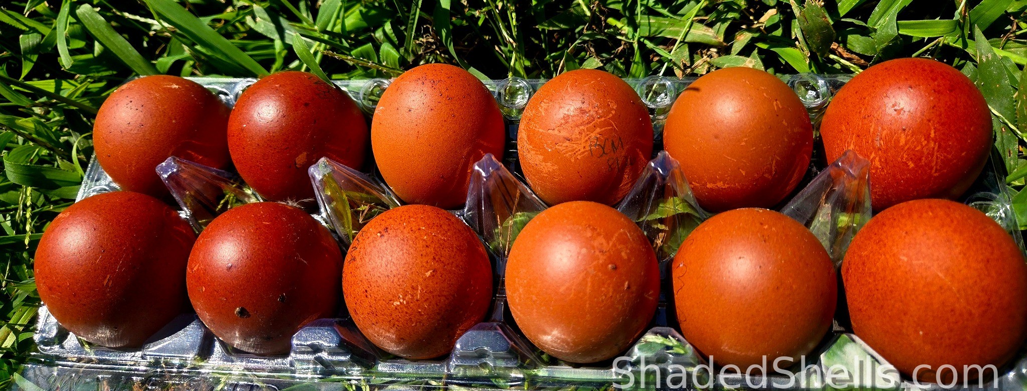 Dozen deep chocolate Black Copper Marans eggs in a clear carton on grass
