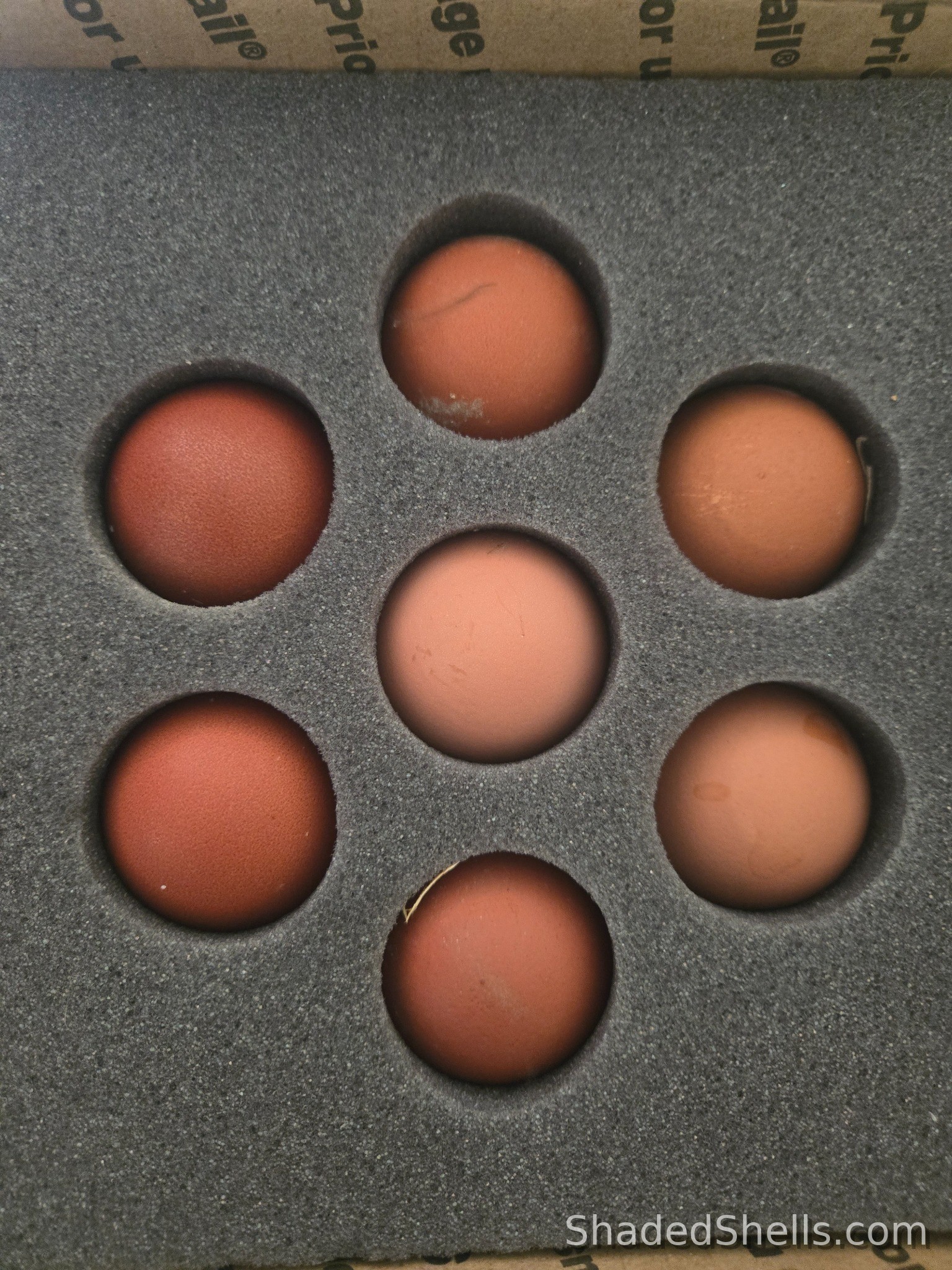 Chocolate layer eggs in foam shipping padding