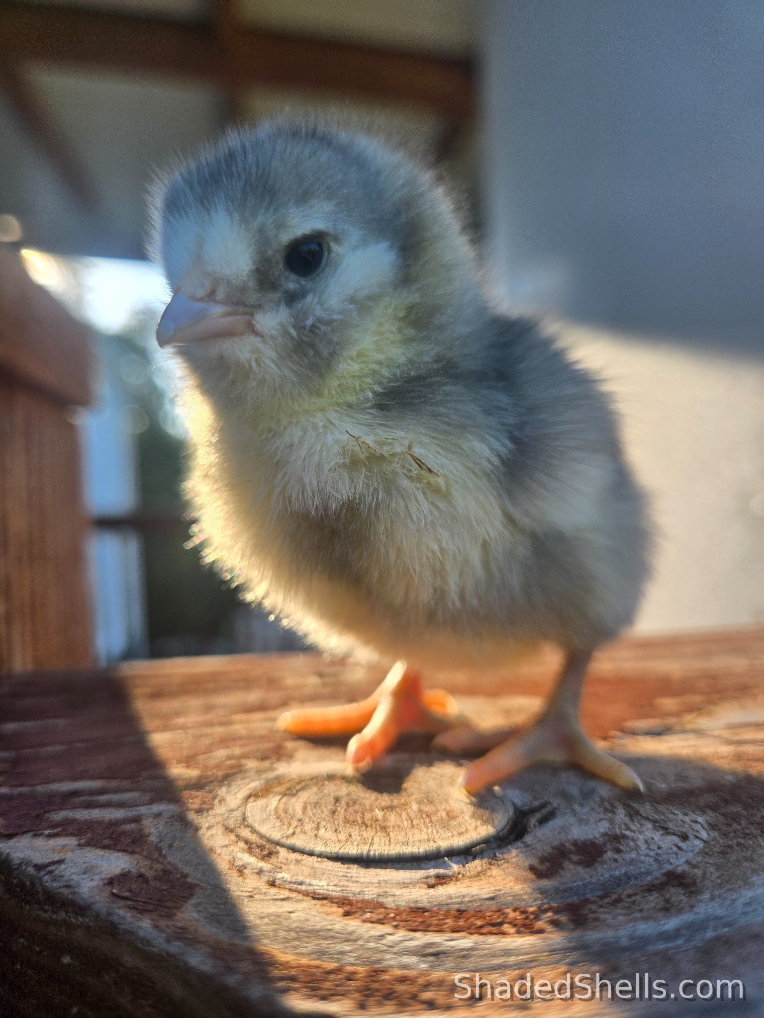 Blue Olive/Moss Egger chick on a wooden rail in warm light