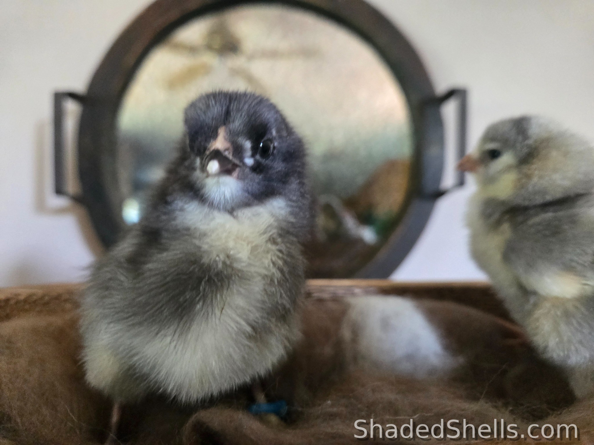 Olive/Moss Egger chick in front of a round tray, with a sibling nearby