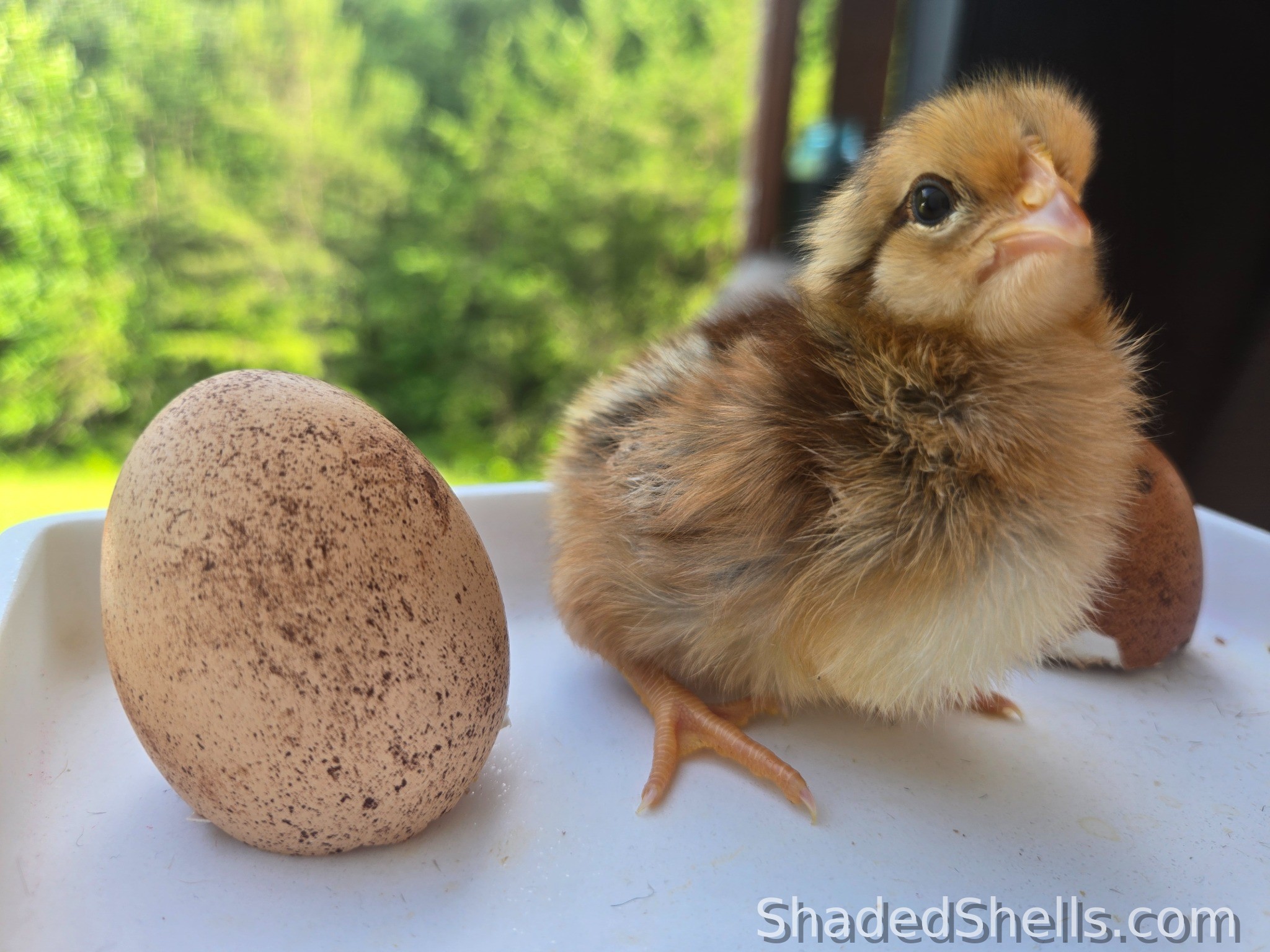 Welsummer chick portrait with speckled egg