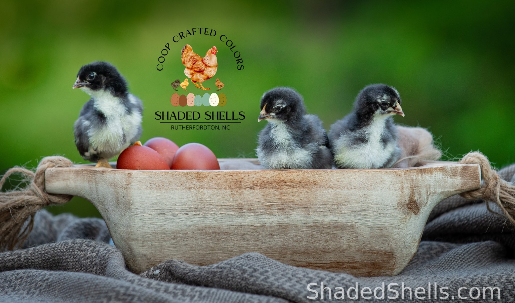 Black Copper Marans chicks with Shaded Shells logo on a rustic tray