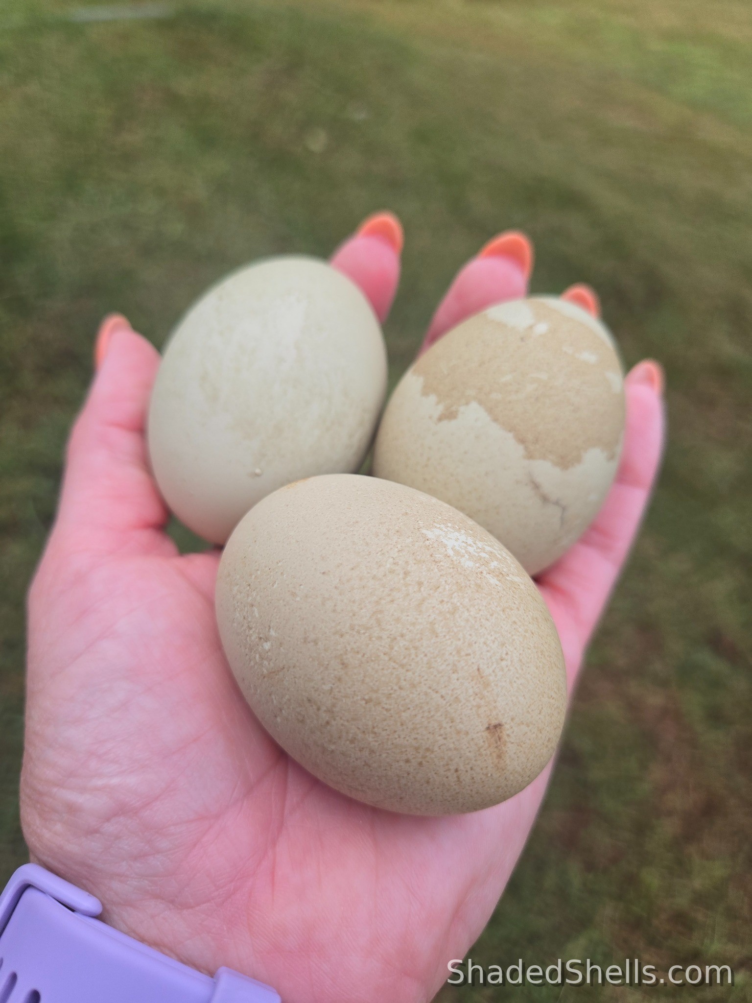 Olive/Moss colored eggs
