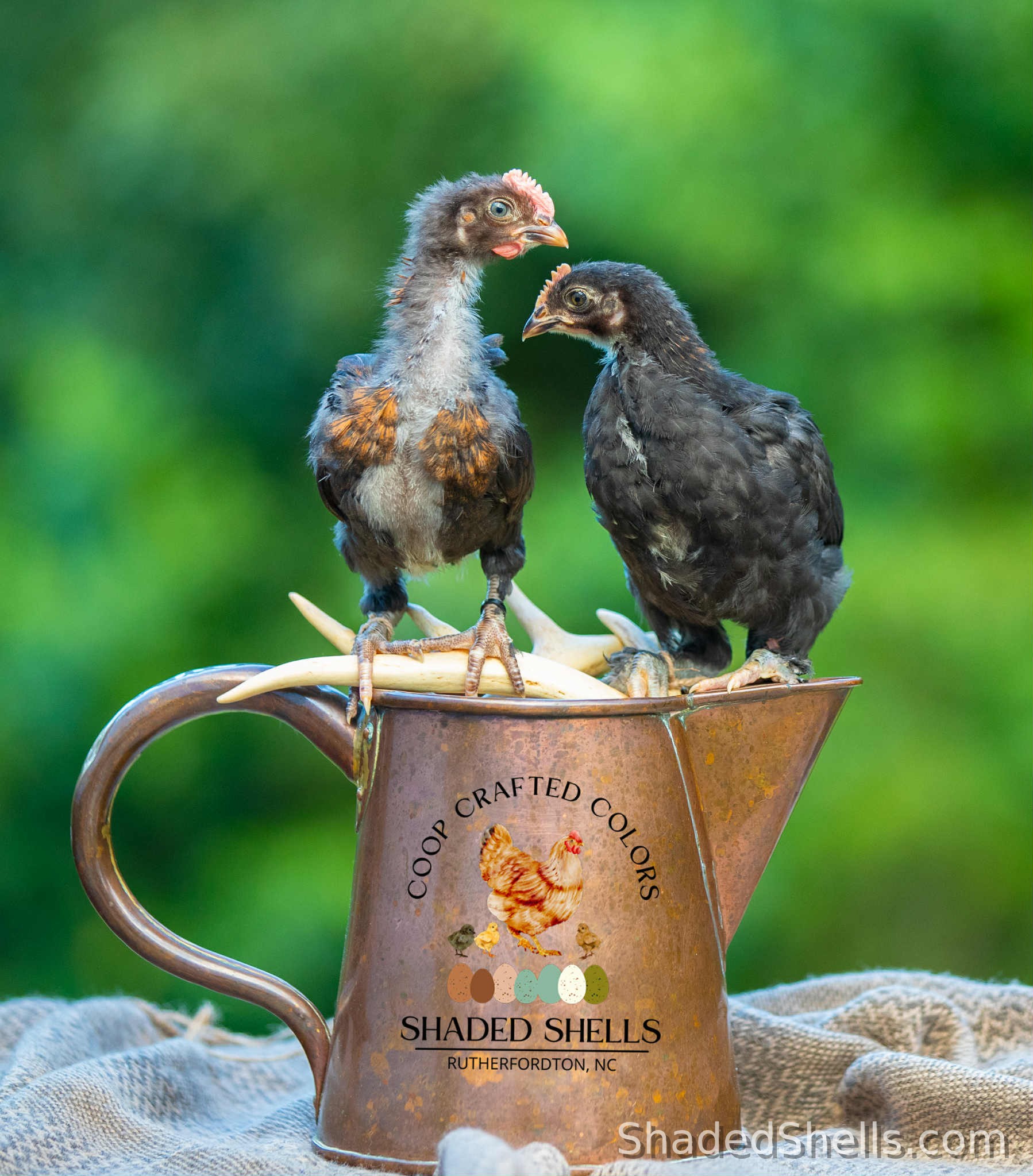 Ameraucana and BCM youngsters on copper pitcher